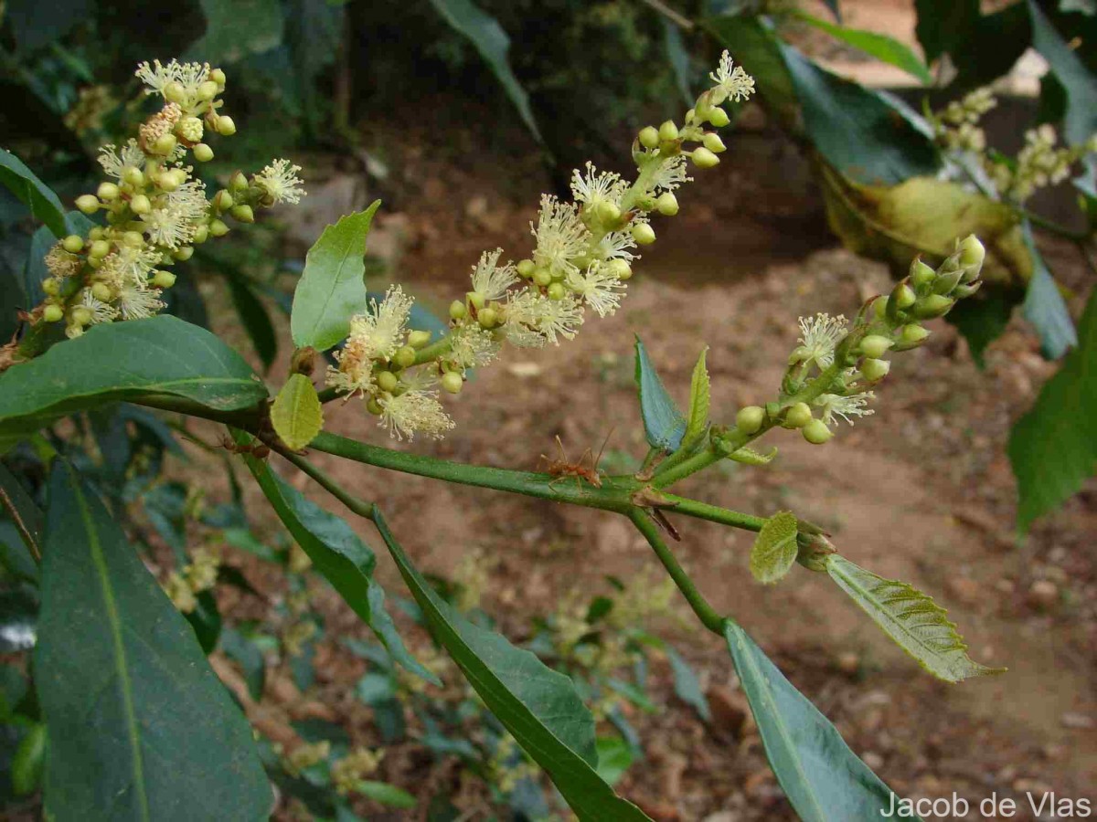 Mallotus resinosus (Blanco) Merr.